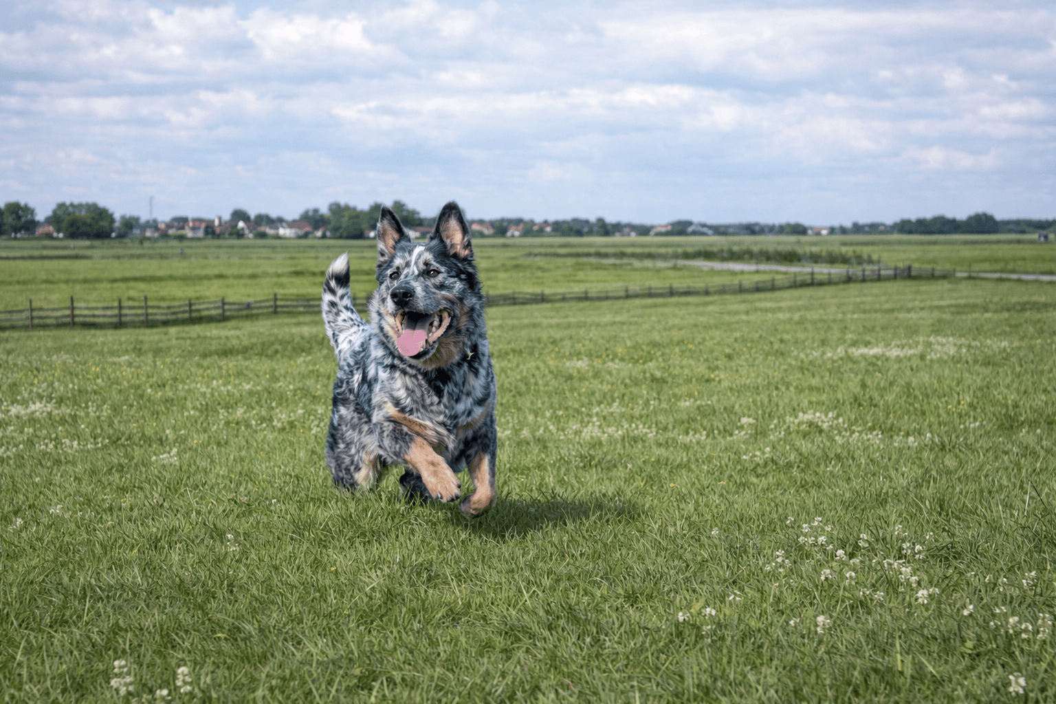 Australian cattle dog in de wei
