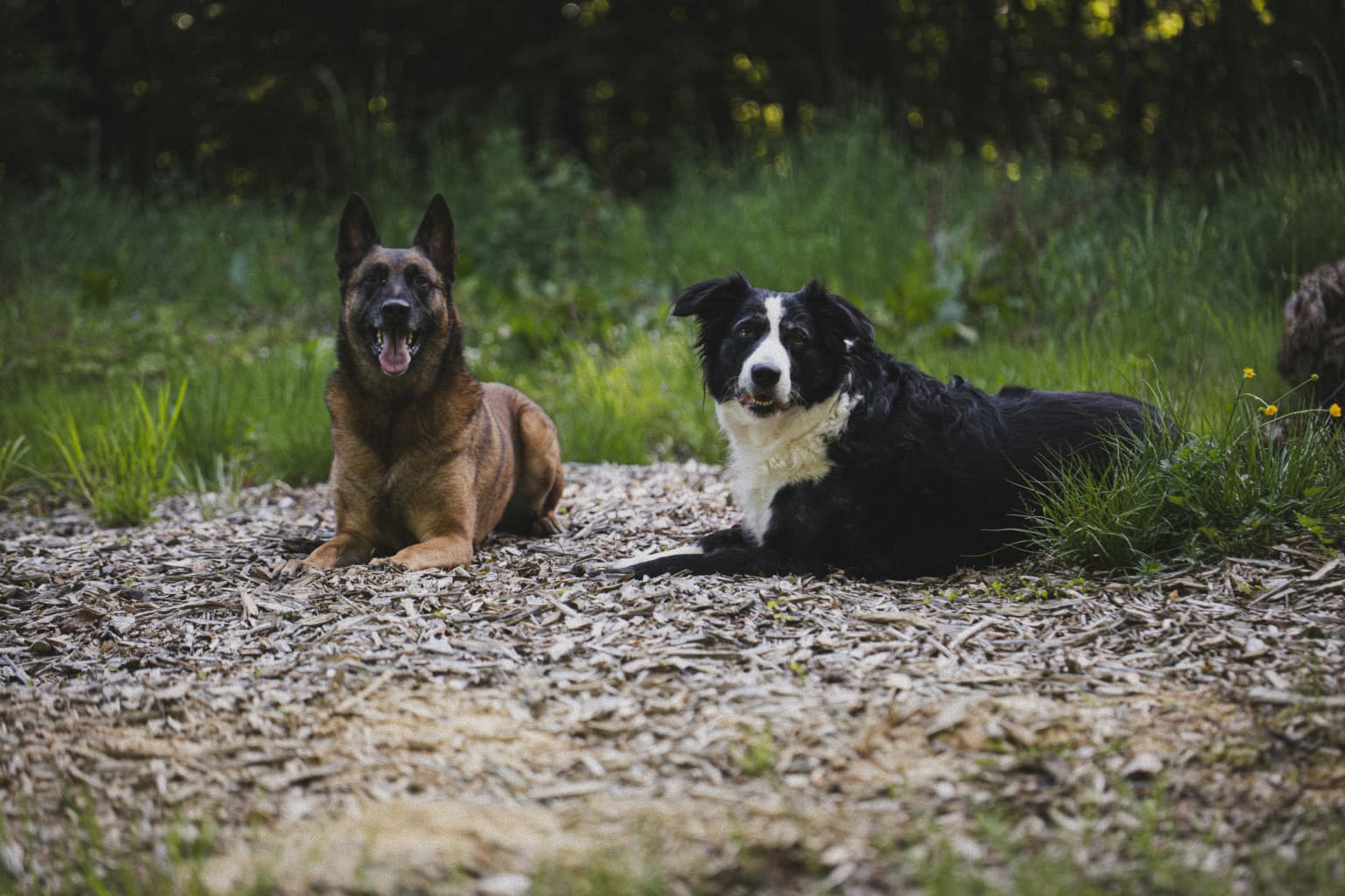 Honden liggend op de grond