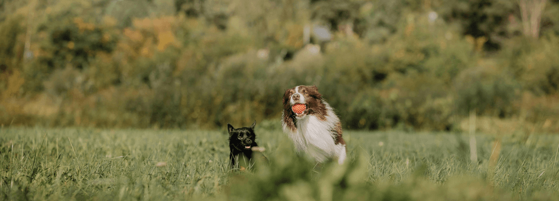 Twee honden rennen met bal in de bek.