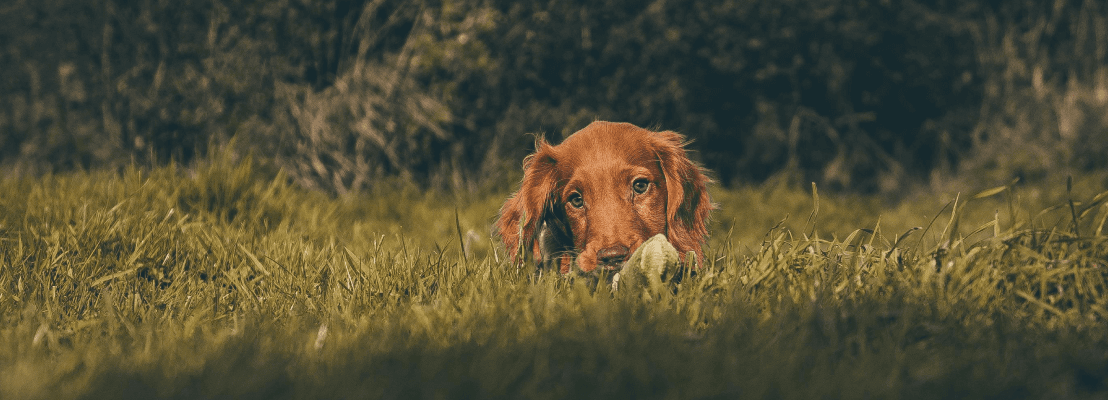 Hond liggend in het gras