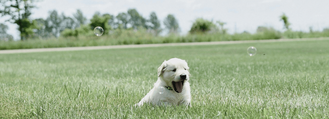 Hond in het gras met zeepbel